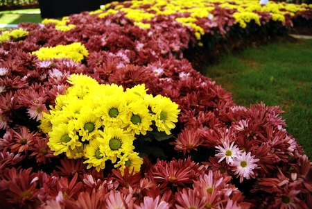 Daisy flower beautiful color chrysanthemumの写真素材