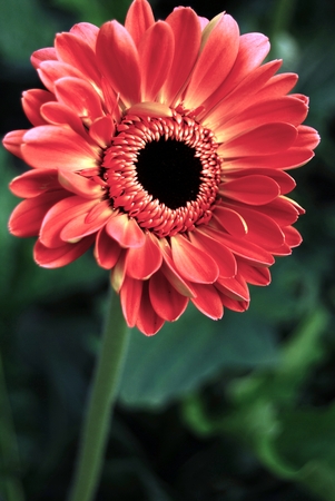 Gerbera Daisyの写真素材