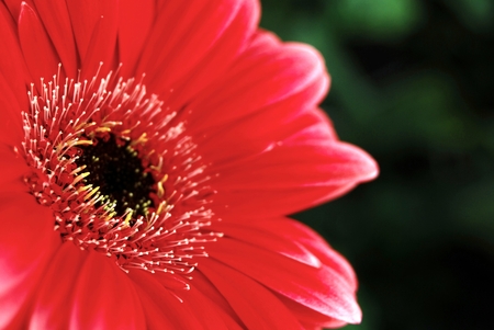 Gerbera Daisyの写真素材