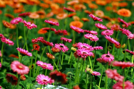 Gerbera Daisy gardenの写真素材