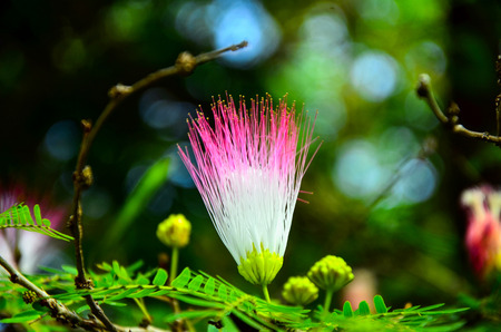 Rose apple flower on blurry backgroundの写真素材