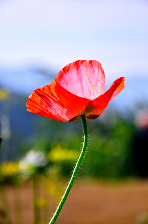 Opium poppy papaver somniferum flowerの写真素材