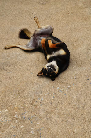 A happy, playful mixed breed dog rolling in the cement floorの写真素材