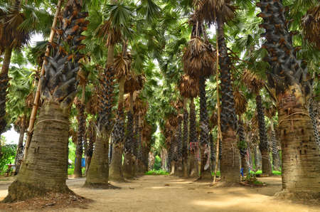 row of palmyra palm trees in the gardenの写真素材