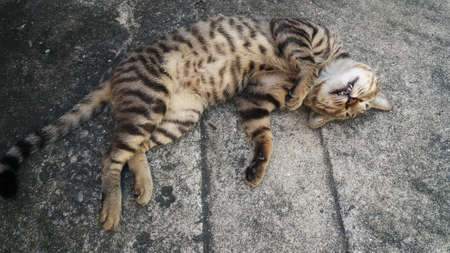 Tiger cat lying relax on cement floorの写真素材