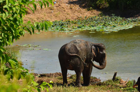 The elephant is spraying mud on the body.の写真素材