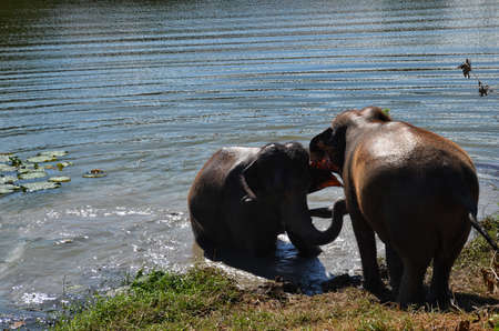 Two asian elephants playing on the riverの写真素材