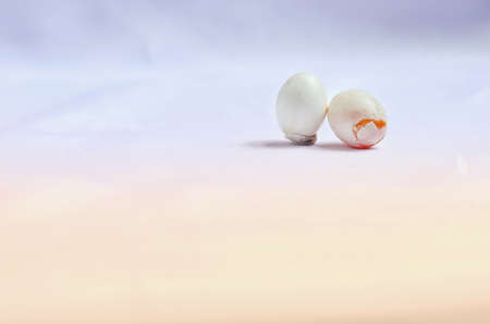 One perfect bird egg and one broken bird egg decorated in vintage style.