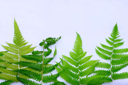 The green fern leaves lay below frame on a white background