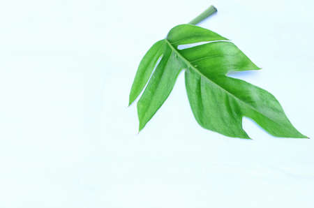 Monstera plant leaf, isolated on white backgroundの写真素材