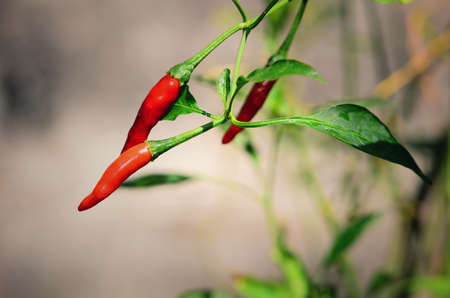 Thai paprika on tree with green leaf,vintage