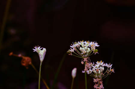 beautiful grass flowers on dark background