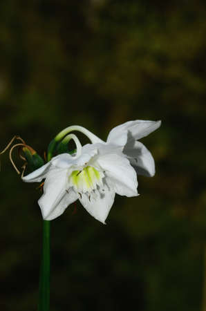 Amazon Lily flowers on dark backgroundの写真素材