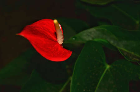 Beautiful anthuriums in bloom in the garden