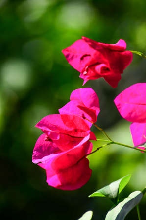 pink Bougainvillea flowers on green blurry backgroundの写真素材