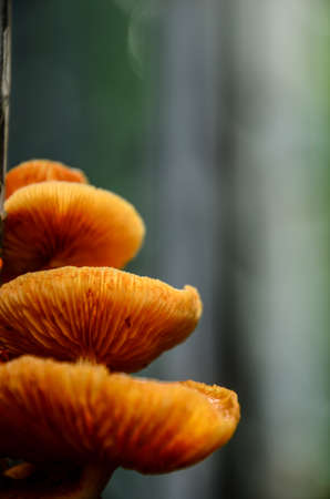 Omphalotus olearius, commonly known as the jack-o'-lantern mushroom
