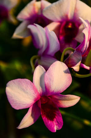 close up beautiful pink vanda orchid flowersの写真素材