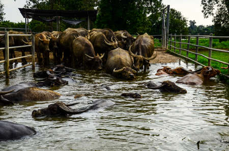 Buffalo bathing show at Kasornkasivit school , Sakaeo , Thailandの写真素材