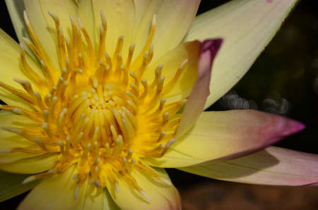 close up yellow lotus pollenの写真素材