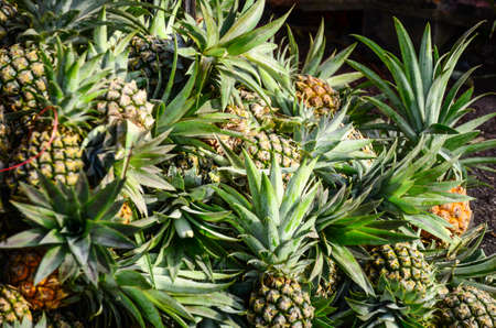 group of pineapple for sale