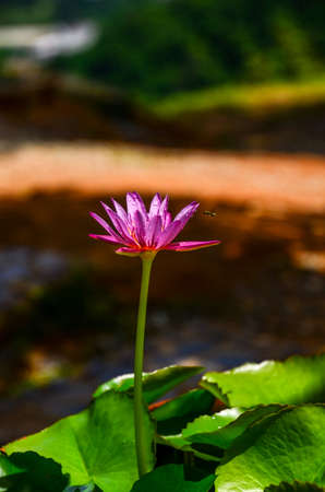 single pink lotus flower on blurry backgroundの写真素材