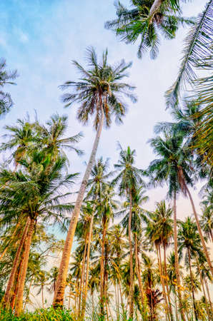 coconut plam gardenの写真素材