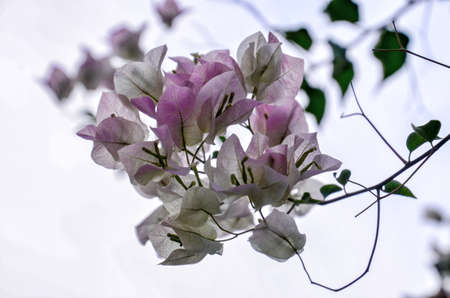 bougainvillea isolated on white background.