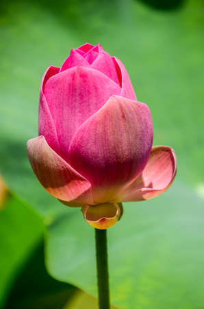 lotus flower , Nelumbo nuciferaの写真素材