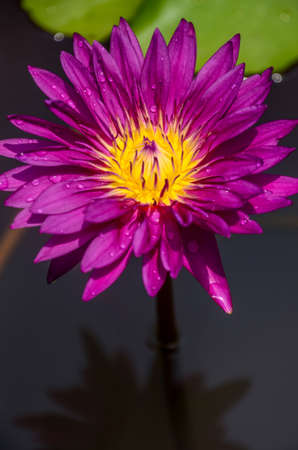 beautiful pink water lilyの写真素材