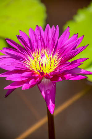 beautiful pink water lilyの写真素材