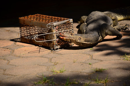 Varanus salvator or Asian water monitor is interested in cage ratの写真素材
