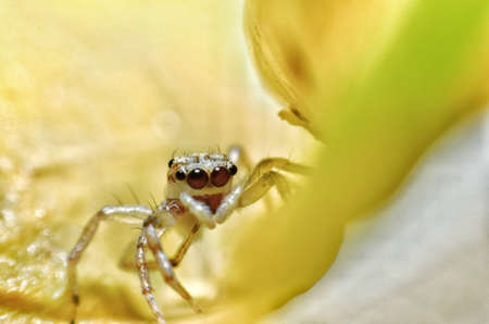 macro close up on Hyllus semicupreus Jumping Spider. This spider is known to eat small insectsの写真素材