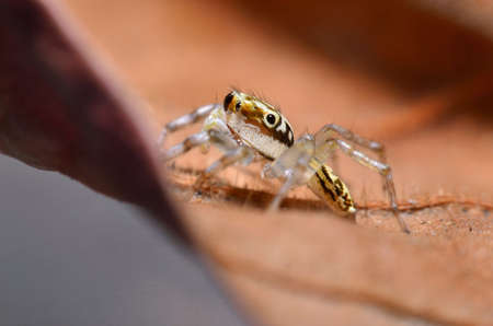 Super macro image of Jumping spider(Salticidae) at high magnification