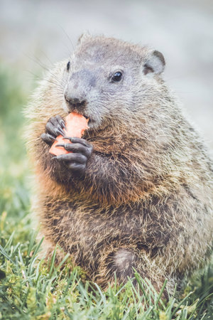 Young woodchuck standing upright with carrotの写真素材