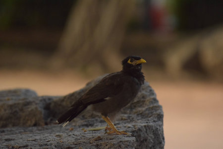 black birdの写真素材