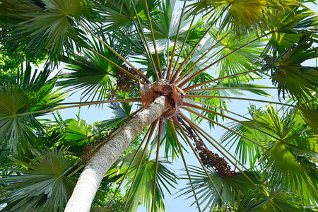 Sky with coconutの写真素材