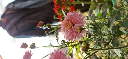 Natural flower