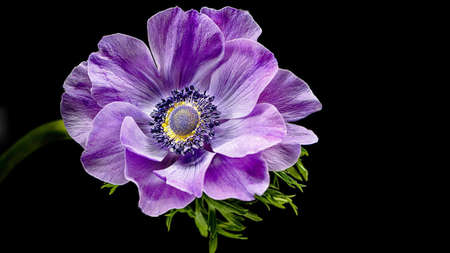 Spring flower Poppy Anemone, Anemone coronaria, and black back ground.の写真素材