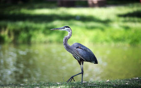Great blue heron - Great blue heron on the shore