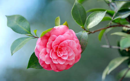 Beautiful camellia. Wonderful flower in red color. Close up.の写真素材