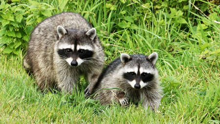 Two  baby Raccoon Standing On a green Field .の写真素材
