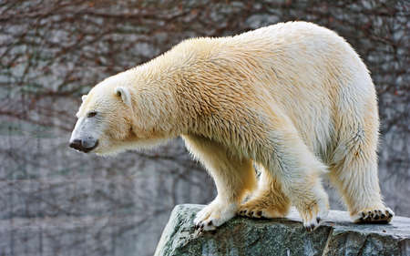 View of a white polar bear at the Zoo. Animalの写真素材