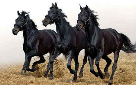 Dark horses. Three dark horses running at the pasture. Animalの写真素材