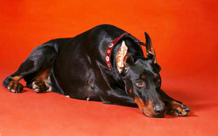 Doberman Pinscher dog are sitting position. closeup view.の写真素材