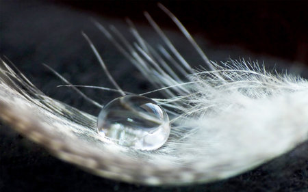 Water Drop lies in white feathers. The conception of love