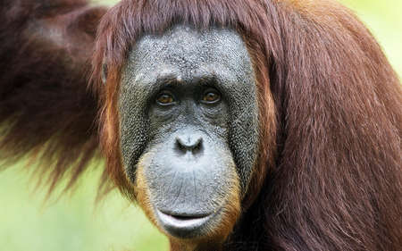 In Rainforest of Borneo the dominant manly orangutan in his native niche.