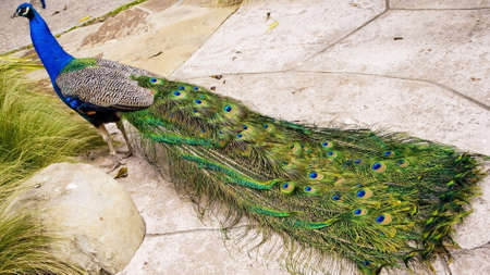At an animal shelter, a male peacock displays his brilliant feathers.の写真素材