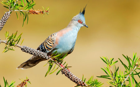 Columbidae resting on a branch of a tree.の写真素材