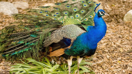 At an animal shelter, a male peacock displays his brilliant feathers.