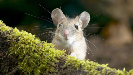 A rat from Madagascar, A Madagascar rat scales a tree's arms.の写真素材